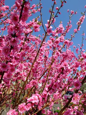 荏田南4丁目桃畑
