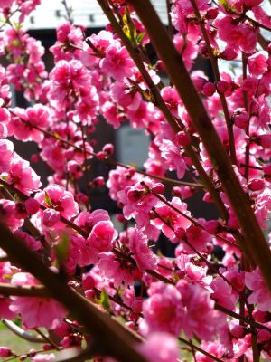 荏田南4丁目桃畑
