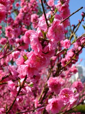 荏田南4丁目桃畑
