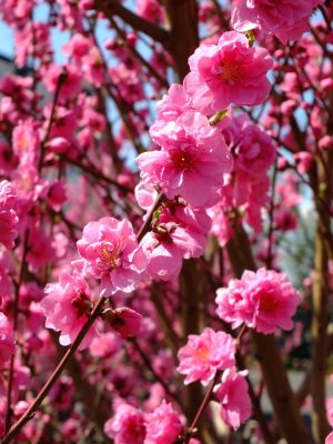 荏田南4丁目桃畑
