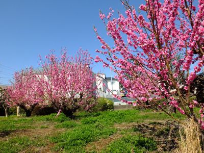 荏田南4丁目桃畑
