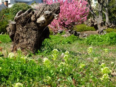 荏田南4丁目桃畑蕗の薹
