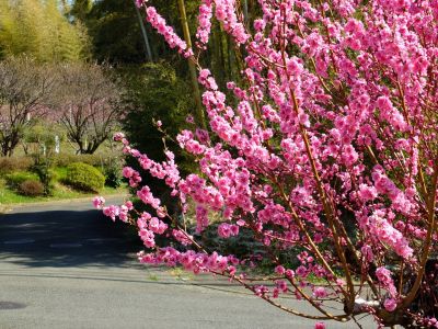 荏田南4丁目桃畑
