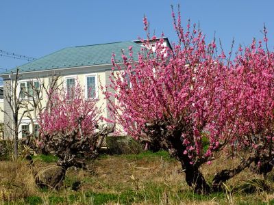 荏田南4丁目桃畑
