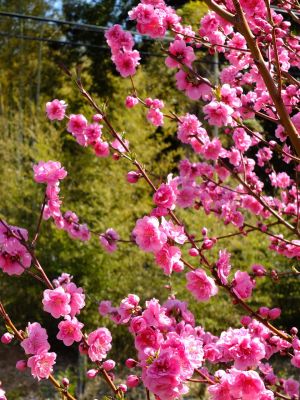 荏田南4丁目桃畑
