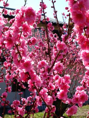 荏田南4丁目桃畑
