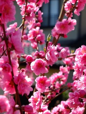 荏田南4丁目桃畑
