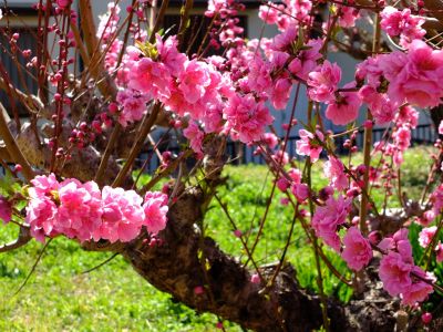 荏田南4丁目桃畑
