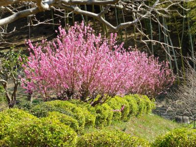 荏田南4丁目桃畑
