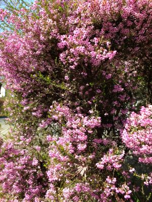 荏田南4丁目（エリカ）
