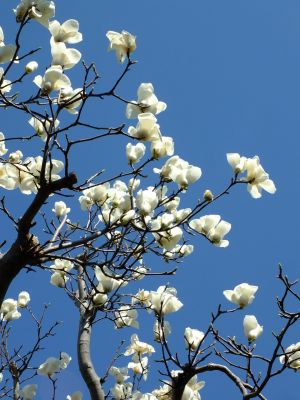 荏田南4丁目（白モクレン）
