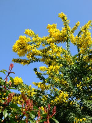 荏田南4丁目（ミモザ）
