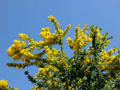 荏田南4丁目（ミモザ）
