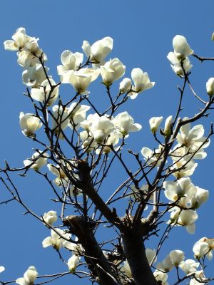 荏田南4丁目（白モクレン）
