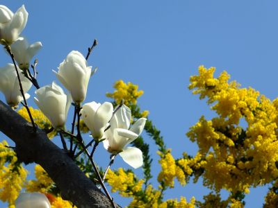 荏田南4丁目（白モクレン・ミモザ）
