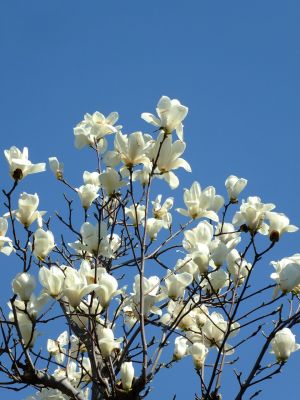 荏田南4丁目（白モクレン）
