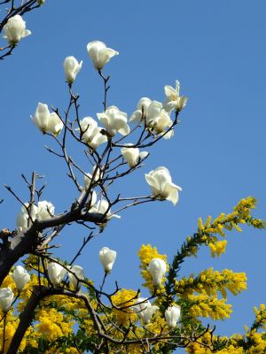 荏田南4丁目（白モクレン）
