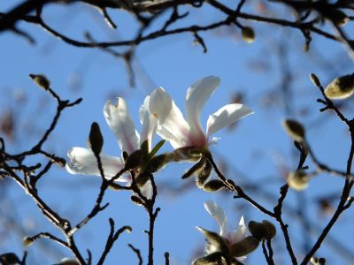 荏田南4丁目（こぶし）
