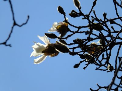 荏田南4丁目（こぶし）
