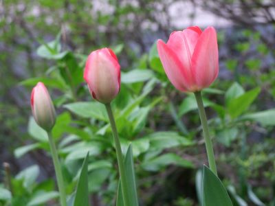 花のある商店街荏田近隣センター

