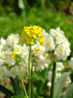 花のある商店街（荏田近隣センター）
