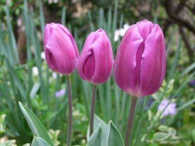 花のある商店街荏田近隣センター
