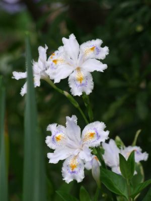 花のある商店街荏田近隣センター
