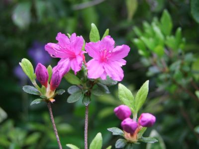 花のある商店街荏田近隣センター
