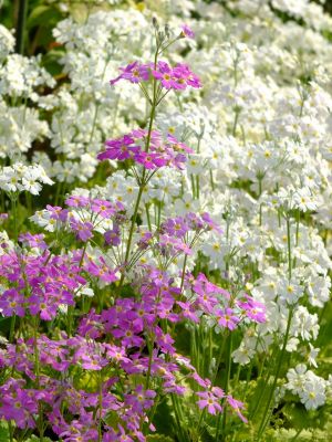 花のある商店街（荏田近隣センター）
