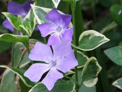 花のある商店街荏田近隣センター
