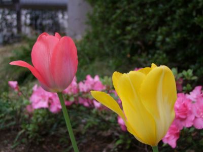 花のある商店街荏田近隣センター
