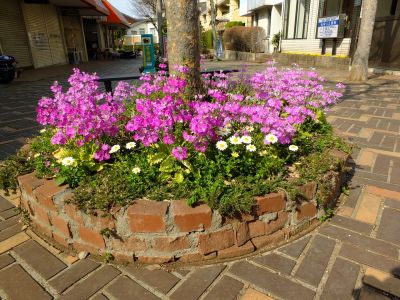 花のある商店街（荏田近隣センター）
