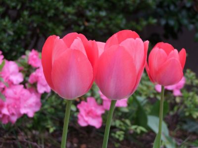 花のある商店街荏田近隣センター
