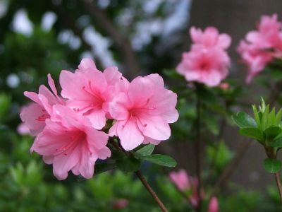 花のある商店街荏田近隣センター
