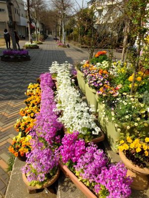 花のある商店街（荏田近隣センター）
