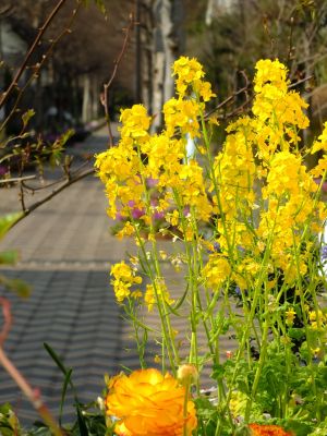 花のある商店街（荏田近隣センター）
