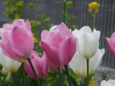 花のある商店街荏田近隣センター
