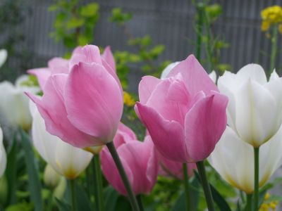花のある商店街荏田近隣センター
