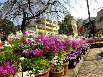 花のある商店街（荏田近隣センター）
