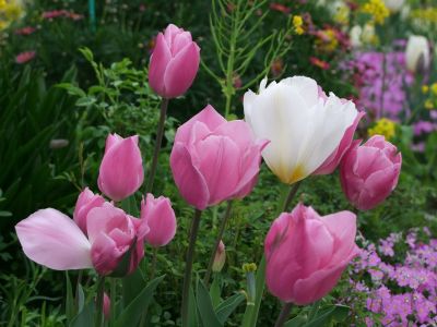 花のある商店街荏田近隣センター
