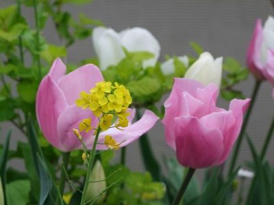 花のある商店街荏田近隣センター
