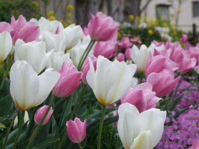 花のある商店街荏田近隣センター

