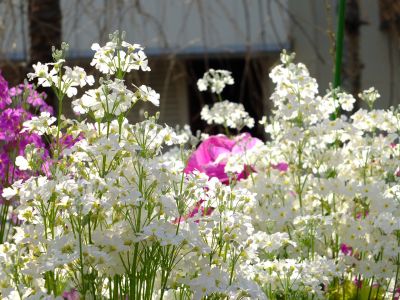 花のある商店街（荏田近隣センター）
