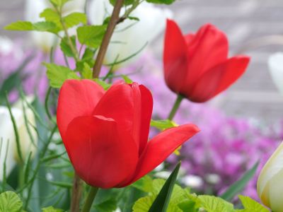 花のある商店街荏田近隣センター
