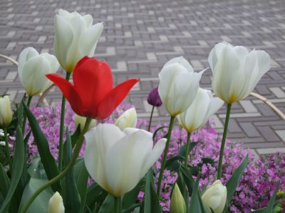 花のある商店街荏田近隣センター

