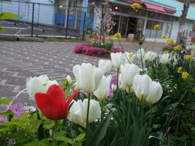 花のある商店街荏田近隣センター
