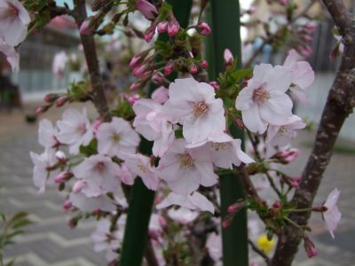 花のある商店街荏田近隣センター
