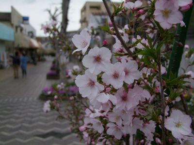 花のある商店街荏田近隣センター
