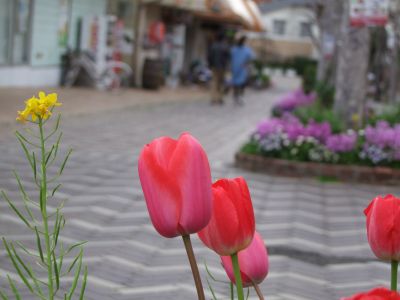 花のある商店街荏田近隣センター
