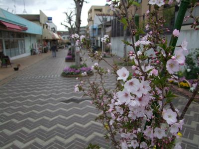 花のある商店街荏田近隣センター
